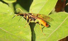 Callajoppa cirrogaster