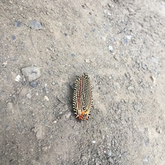 Cerace xanthocosma