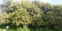 Heliocarpus terebinthinaceus