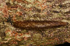 Philomycus flexuolaris