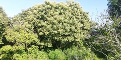 Heliocarpus terebinthinaceus
