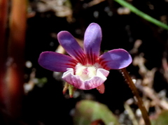 Nemesia psammophila