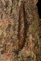 Philomycus flexuolaris