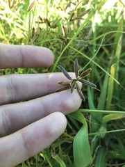 Cyperus bipartitus