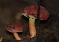 Cyanoboletus