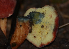 Cyanoboletus