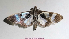 Desmia bajulalis