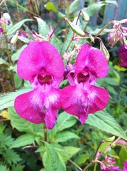 Impatiens glandulifera