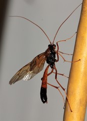 Ctenopelmatinae