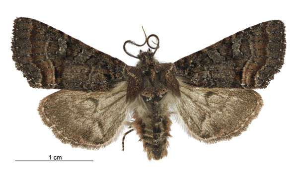 Meterana asterope