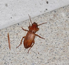 Harpalus erraticus