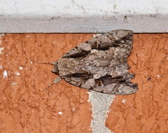Catocala amatrix