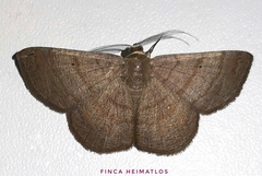 Parilexia cermala