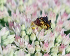 Phymata pennsylvanica