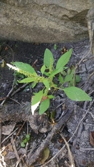 Amaranthus rudis