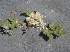 Glehnia littoralis leiocarpa