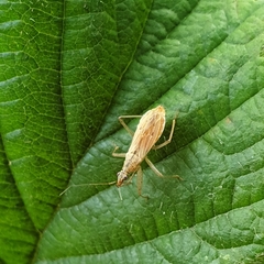 Nabis rugosus
