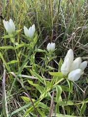 Gentiana alba