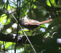 Cranioleuca obsoleta