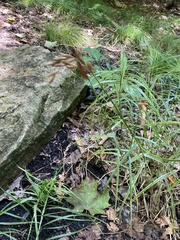 Carex muskingumensis