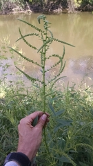 Amaranthus rudis