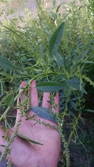 Amaranthus rudis