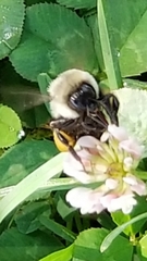 Bombus impatiens
