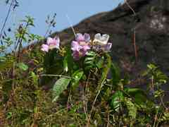 Bignonia aequinoctialis