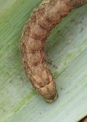 Mamestra brassicae