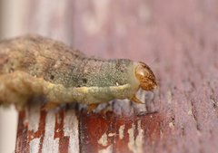 Mamestra brassicae