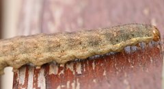 Mamestra brassicae