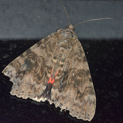 Catocala electilis