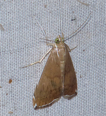 Trischistognatha pyrenealis