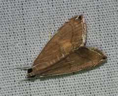 Trischistognatha pyrenealis