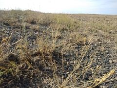 Dianthus soongoricus