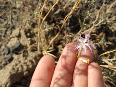Dianthus soongoricus