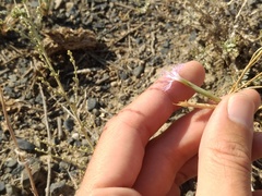 Dianthus soongoricus
