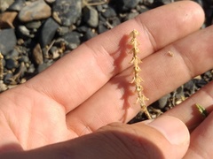 Scutellaria sieversii