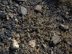 Scutellaria sieversii