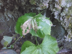 Acidia cognata