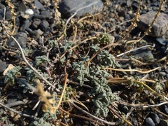 Scutellaria sieversii