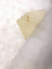 Acidia cognata