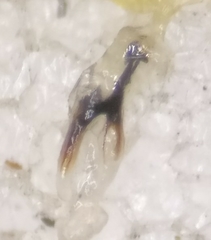 Acidia cognata
