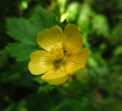 Pseudabutilon