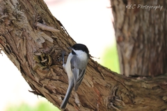 Poecile atricapillus image