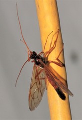 Ctenopelmatinae