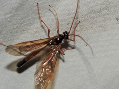 Ctenopelmatinae