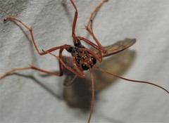 Ctenopelmatinae