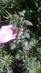 Rubus × neglectus