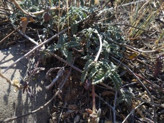 Scutellaria sieversii